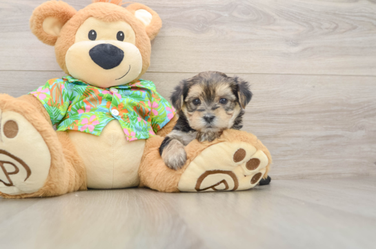 Hypoallergenic Maltiyork Designer Puppy