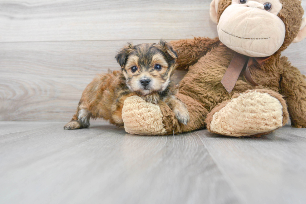 Sweet Morkie Baby