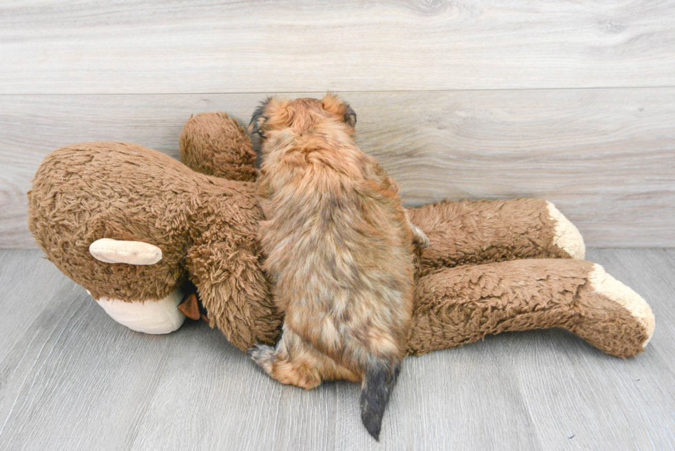 Morkie Puppy for Adoption