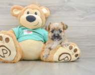 5 week old Morkie Puppy For Sale - Seaside Pups