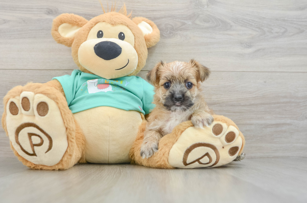 6 week old Morkie Puppy For Sale - Seaside Pups