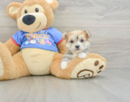 5 week old Morkie Puppy For Sale - Seaside Pups