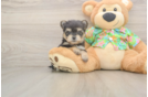 Best Morkie Baby