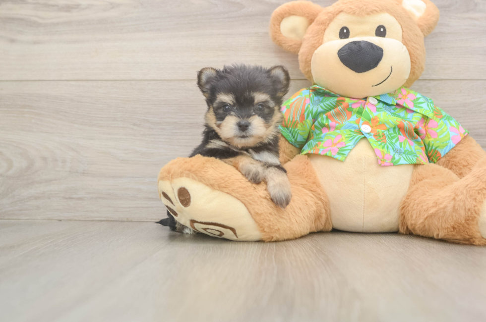 6 week old Morkie Puppy For Sale - Seaside Pups