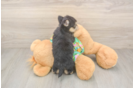 Morkie Pup Being Cute