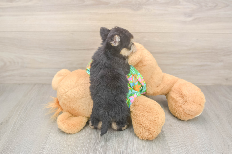 Morkie Pup Being Cute