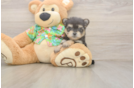 Best Morkie Baby
