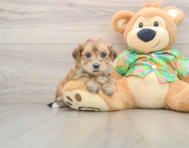 5 week old Morkie Puppy For Sale - Seaside Pups