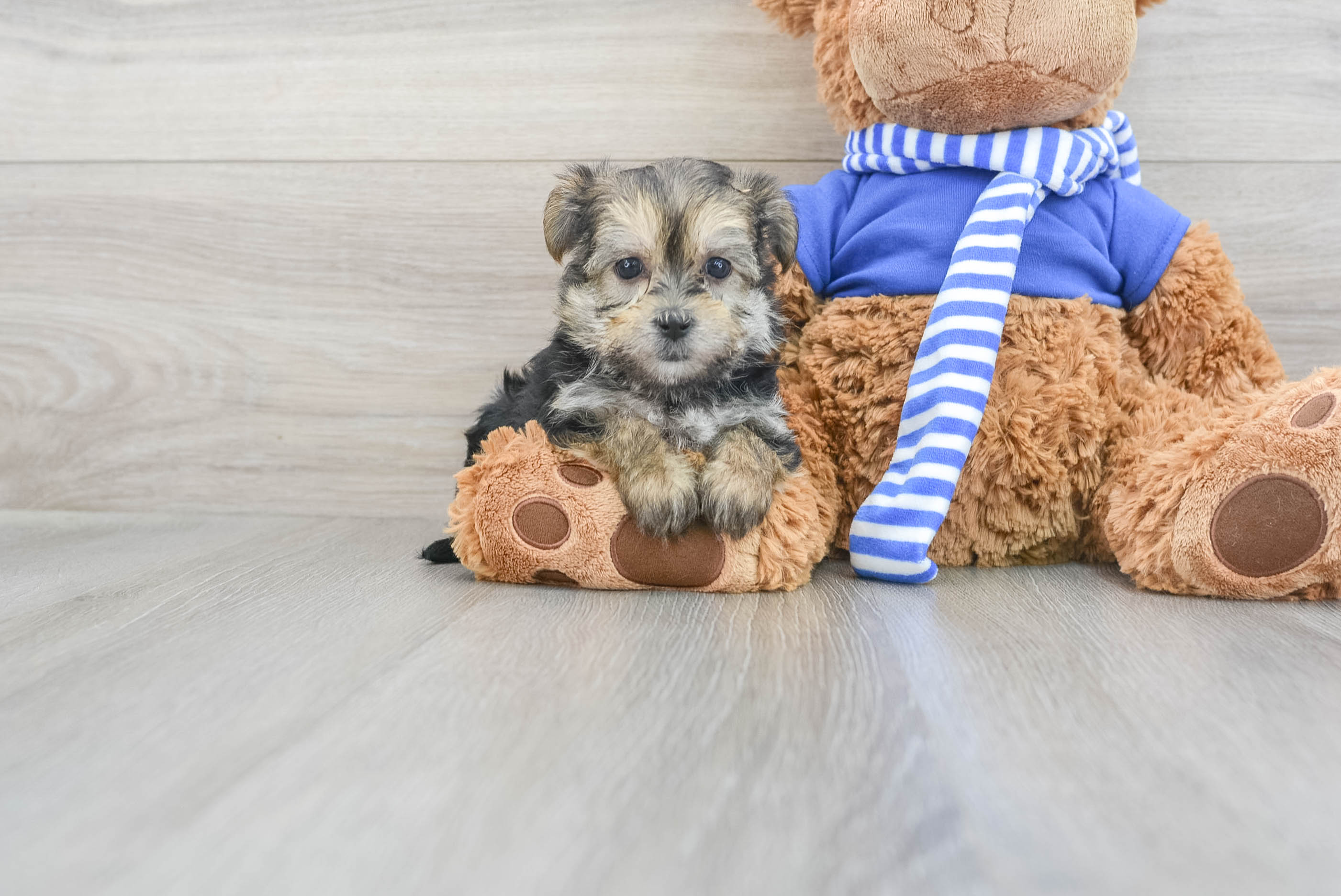 Morkie teddy 2024 bear dog