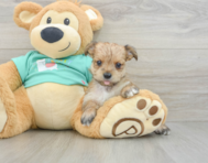 5 week old Morkie Puppy For Sale - Seaside Pups