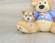 5 week old Morkie Puppy For Sale - Seaside Pups