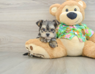7 week old Morkie Puppy For Sale - Seaside Pups