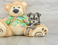 7 week old Morkie Puppy For Sale - Seaside Pups
