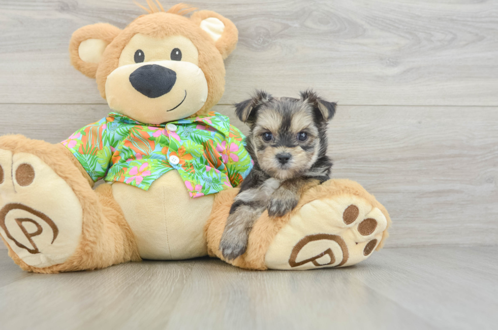 6 week old Morkie Puppy For Sale - Seaside Pups