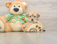 6 week old Morkie Puppy For Sale - Seaside Pups