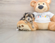 5 week old Morkie Puppy For Sale - Seaside Pups