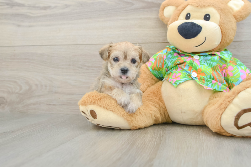 Meet Dallas - our Morkie Puppy Photo 1/3 - Seaside Pups