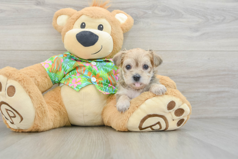 Meet Dallas - our Morkie Puppy Photo 3/3 - Seaside Pups