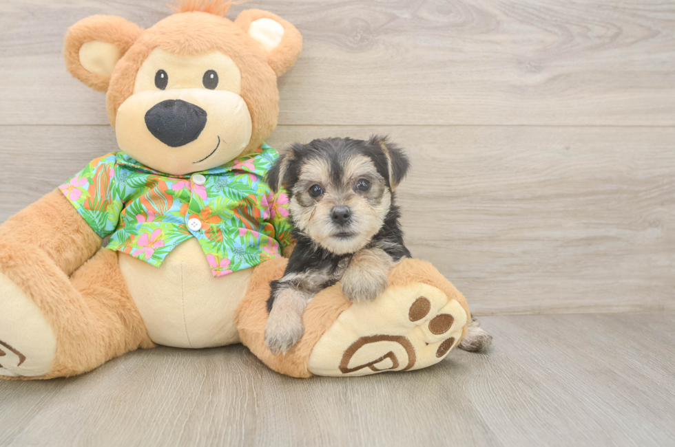5 week old Morkie Puppy For Sale - Seaside Pups