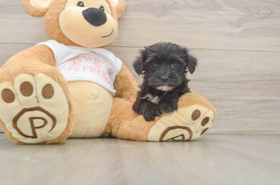 5 week old Morkie Puppy For Sale - Seaside Pups