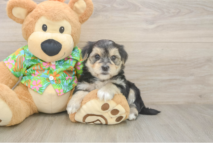 Adorable Morkshire Terrier Designer Puppy