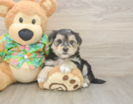 8 week old Morkie Puppy For Sale - Seaside Pups