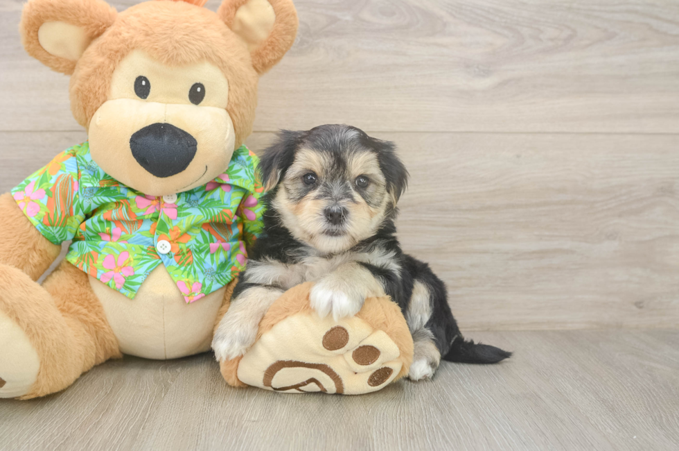 5 week old Morkie Puppy For Sale - Seaside Pups