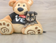 6 week old Morkie Puppy For Sale - Seaside Pups
