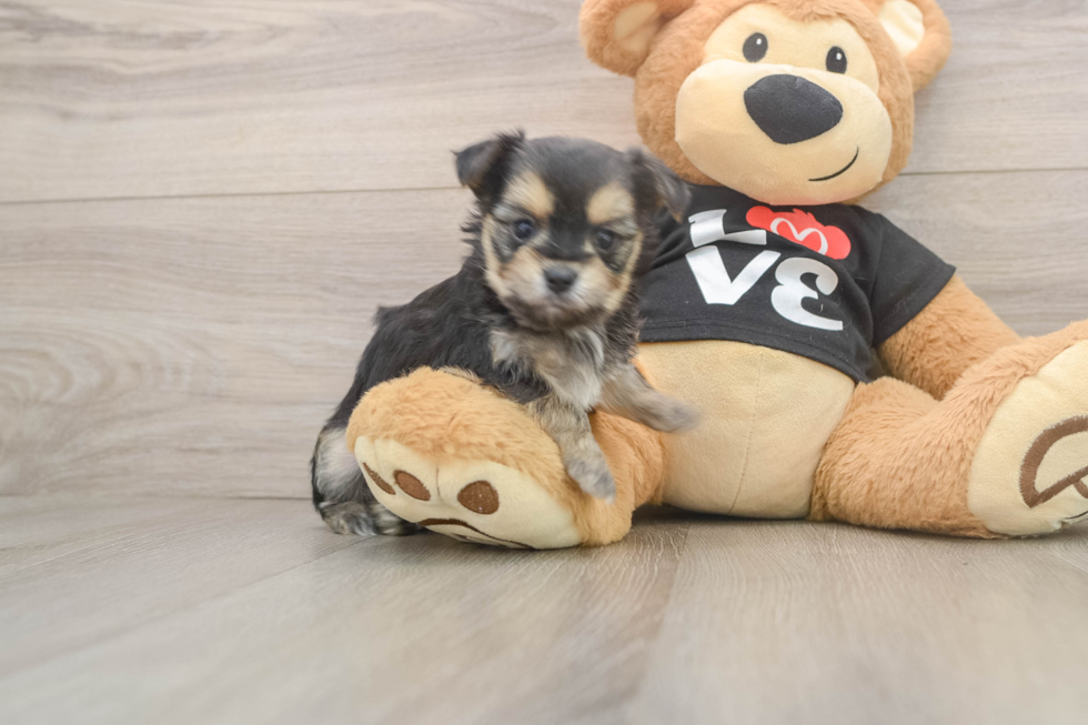 Small Morkie Baby