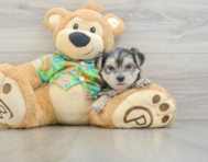 9 week old Morkie Puppy For Sale - Seaside Pups