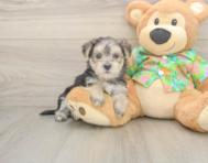 8 week old Morkie Puppy For Sale - Seaside Pups