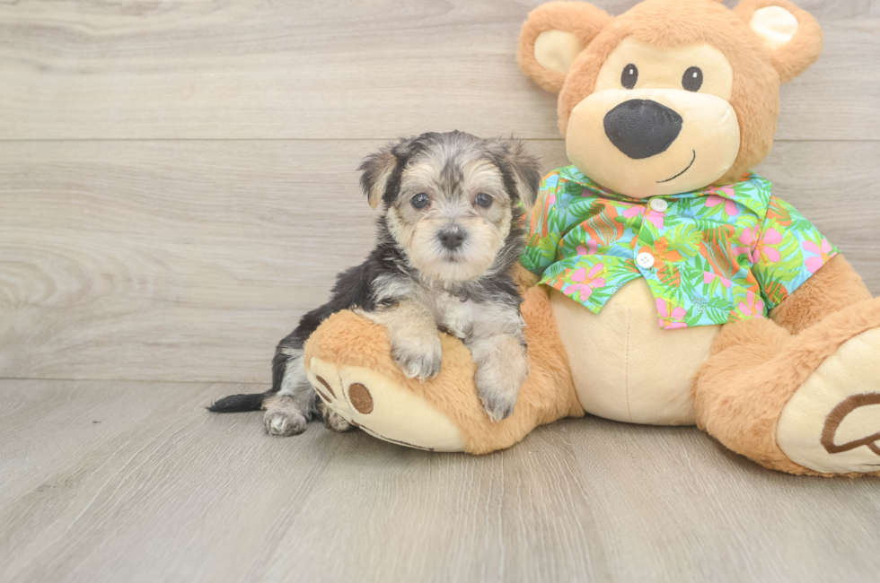 5 week old Morkie Puppy For Sale - Seaside Pups