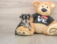6 week old Morkie Puppy For Sale - Seaside Pups