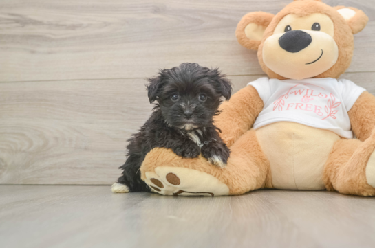 Smart Morkie Designer Pup