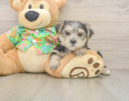 8 week old Morkie Puppy For Sale - Seaside Pups
