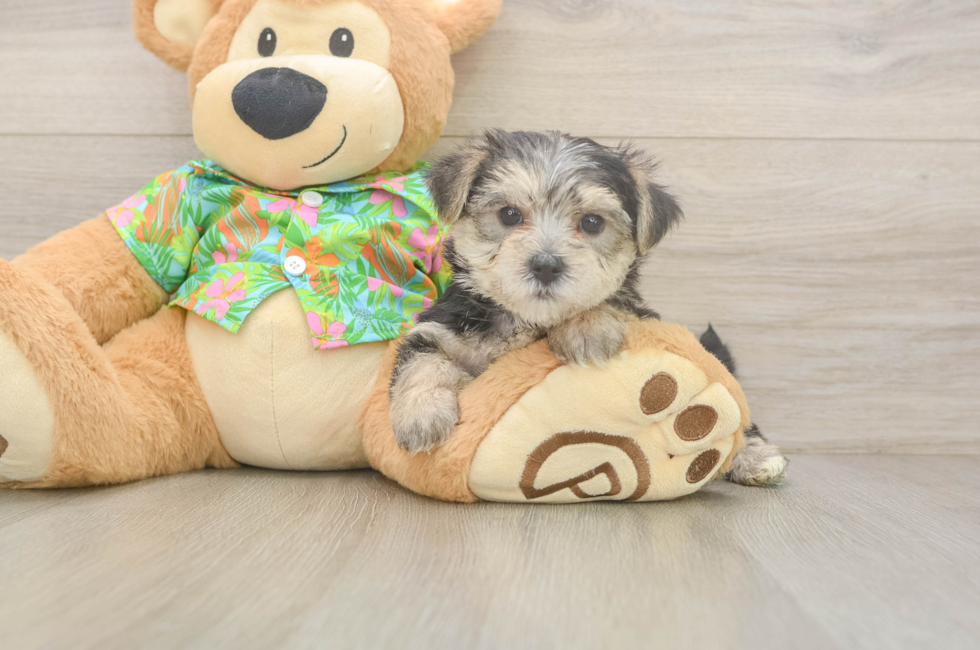 5 week old Morkie Puppy For Sale - Seaside Pups