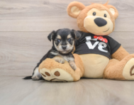 6 week old Morkie Puppy For Sale - Seaside Pups