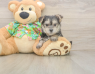 8 week old Morkie Puppy For Sale - Seaside Pups