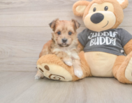 8 week old Morkie Puppy For Sale - Seaside Pups