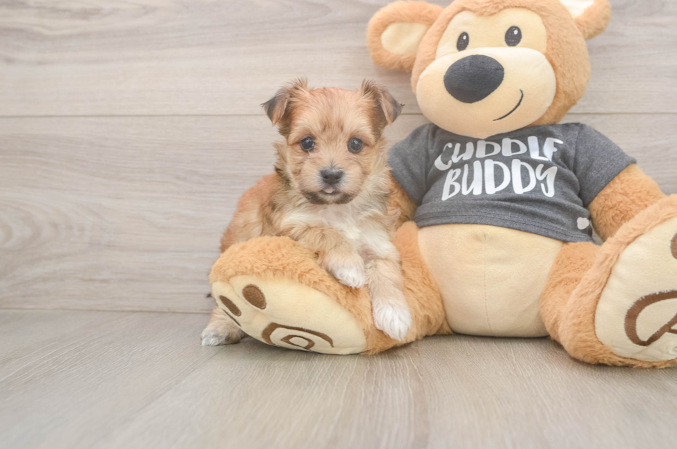 5 week old Morkie Puppy For Sale - Seaside Pups
