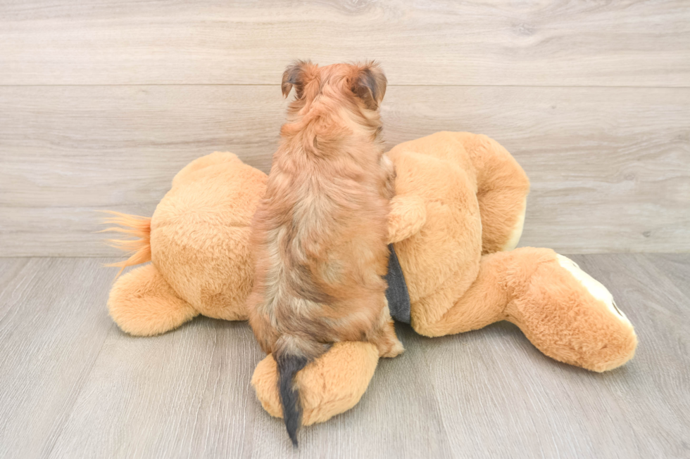 Best Morkie Baby