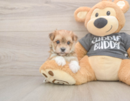 8 week old Morkie Puppy For Sale - Seaside Pups