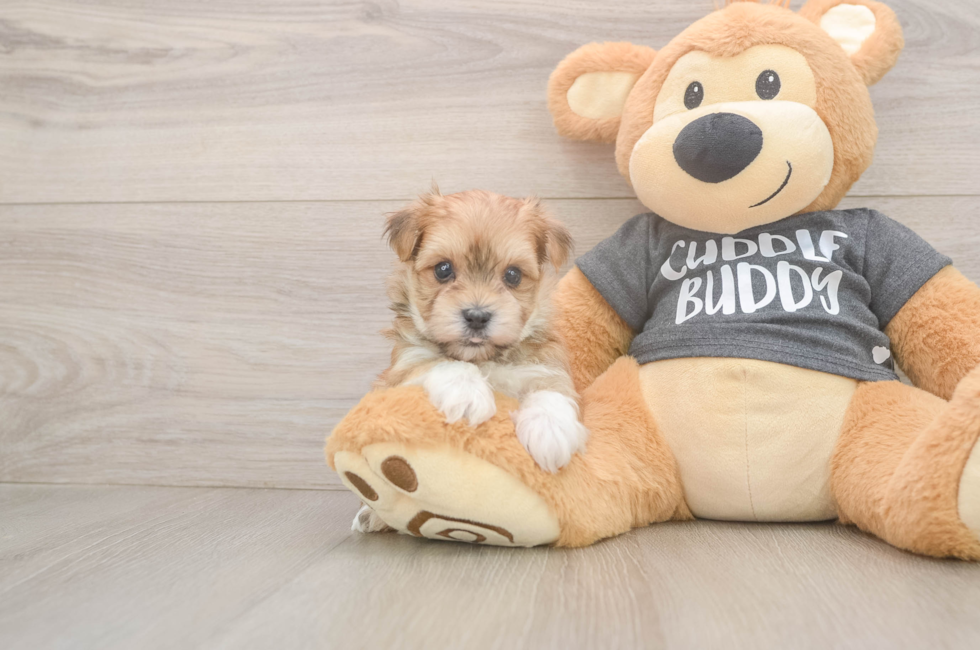 5 week old Morkie Puppy For Sale - Seaside Pups