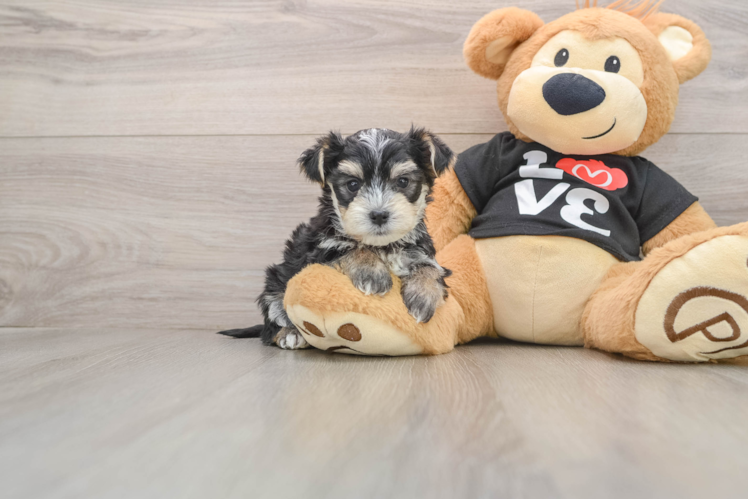 Friendly Morkie Baby