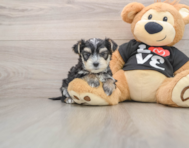 5 week old Morkie Puppy For Sale - Seaside Pups