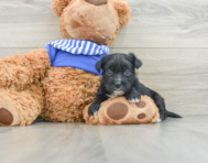 5 week old Morkie Puppy For Sale - Seaside Pups