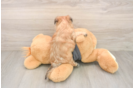 Morkie Puppy for Adoption