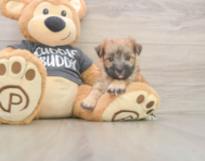 8 week old Morkie Puppy For Sale - Seaside Pups