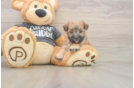 Morkie Puppy for Adoption