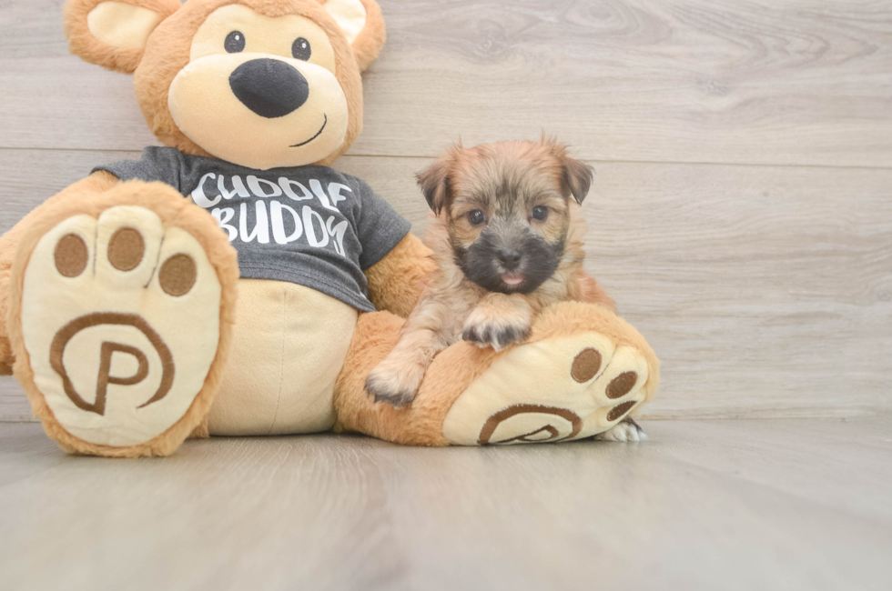 5 week old Morkie Puppy For Sale - Seaside Pups